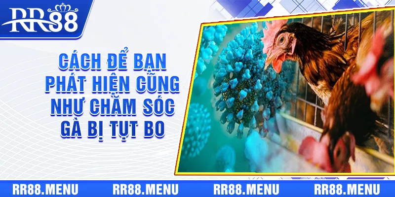 Cách để bạn phát hiện cũng như chăm sóc gà bị tụt bo