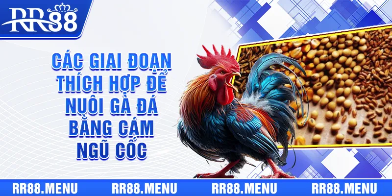 Các giai đoạn thích hợp để nuôi gà đá bằng cám ngũ cốc