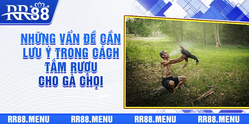 Những vấn đề cần lưu ý trong cách tắm rượu cho gà chọi