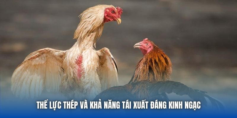 Thể lực thép và khả năng tái xuất đáng kinh ngạc