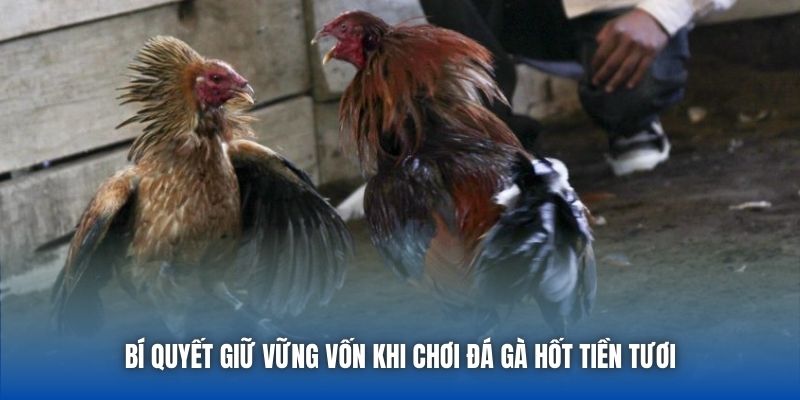 Bí quyết giữ vững vốn khi chơi đá gà hốt tiền tươi
